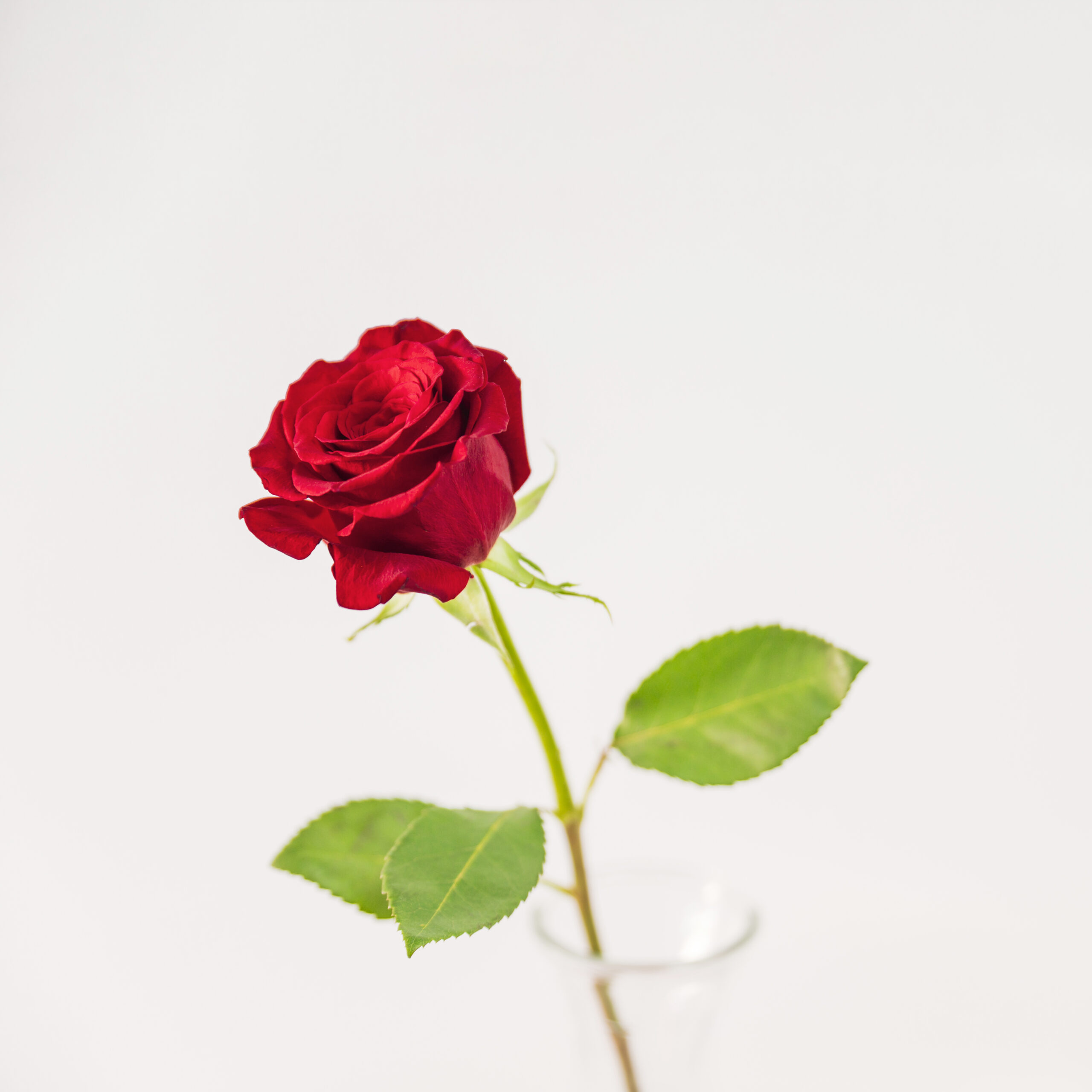 fresh-red-bloom-vase