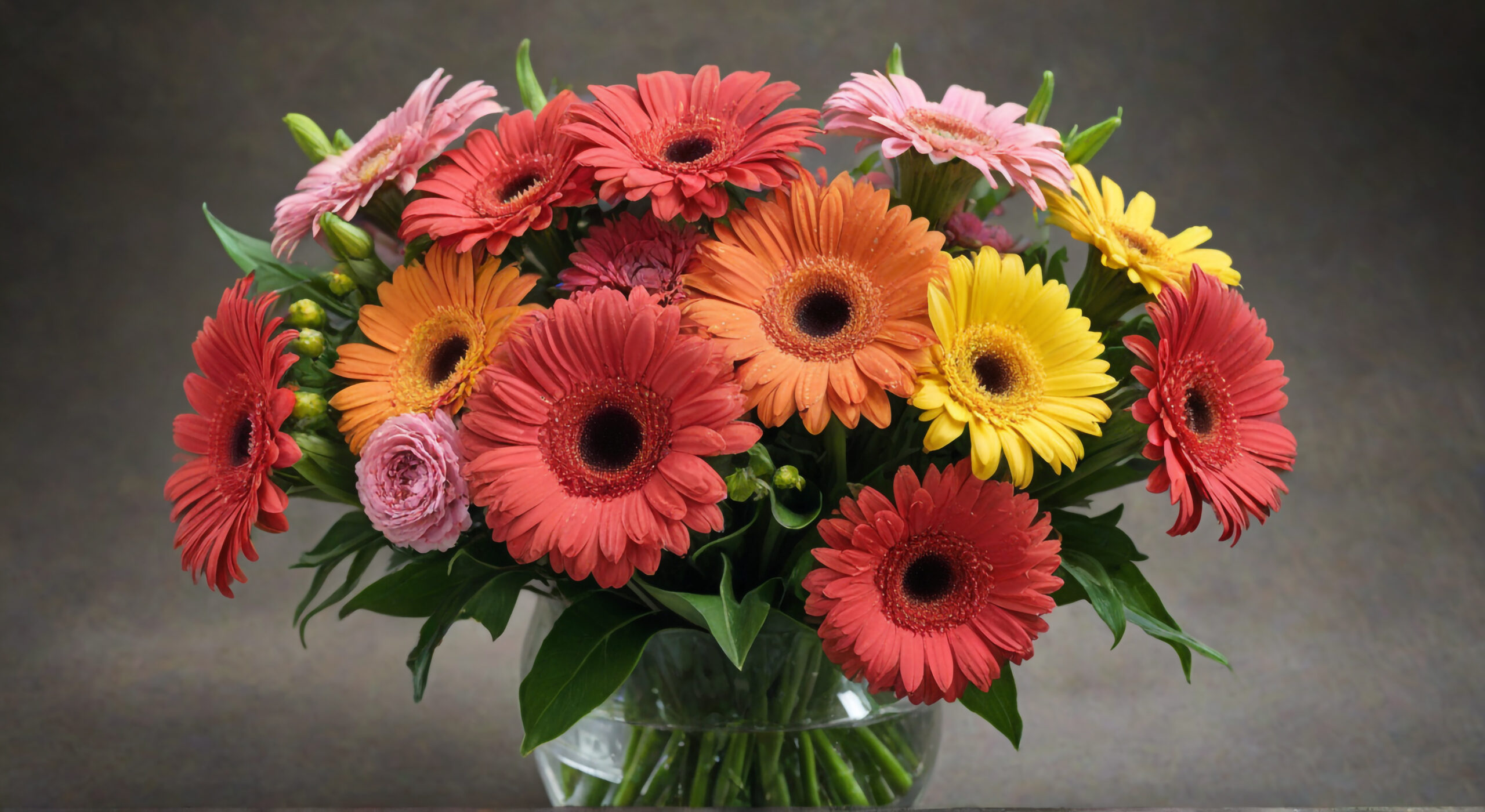 Le Gerbera